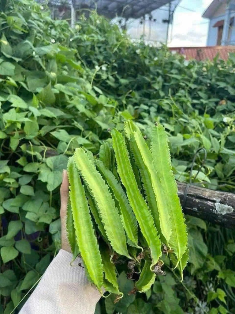 Hạt giống đậu rồng tứ quý F1